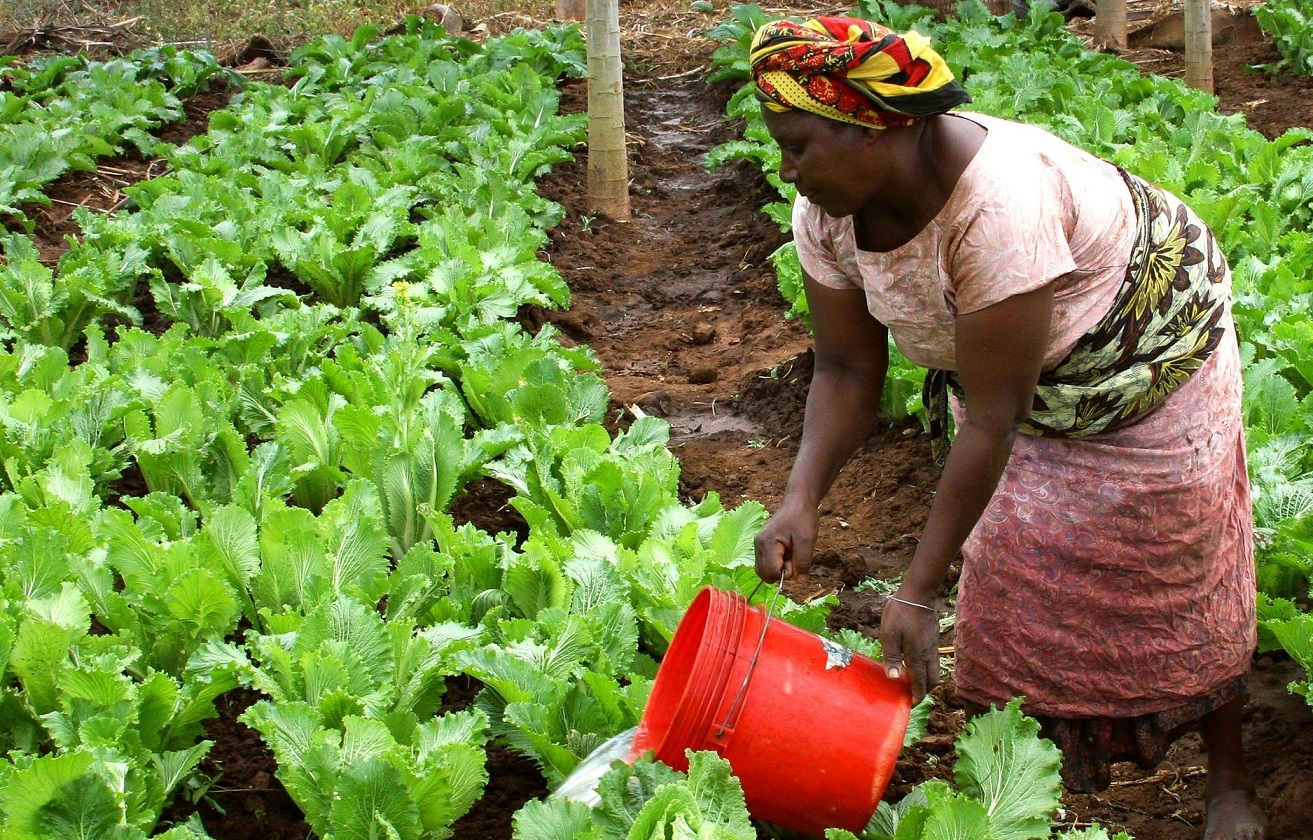 woman-field-farm-food-produce-vegetable